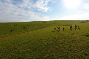 OS ARAGANOS   HERANÇAS 1984.00_03_06_23.Quadro020_56aa991d176352485ea226516dfe7d308f81246b.jpg